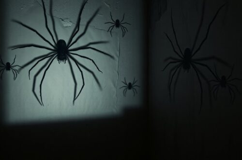 imagined fears of spiders